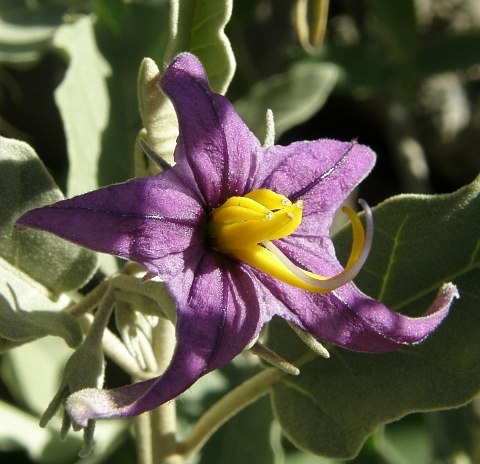 Solanum lidii