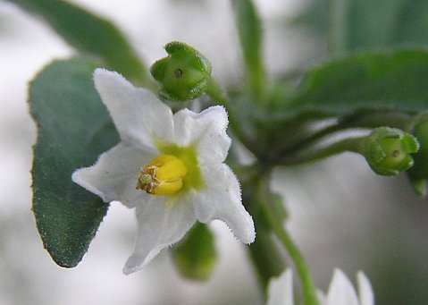 Solanum nigrum