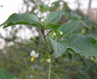 Solanum nigrum