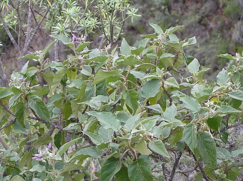 Solanum vespertilio