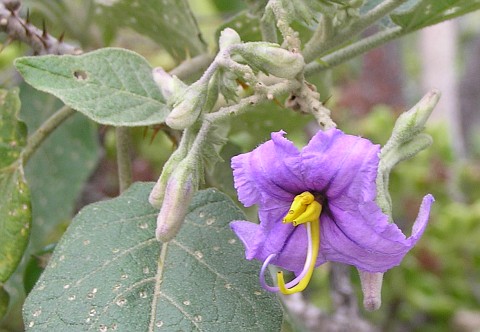 Solanum vespertilio