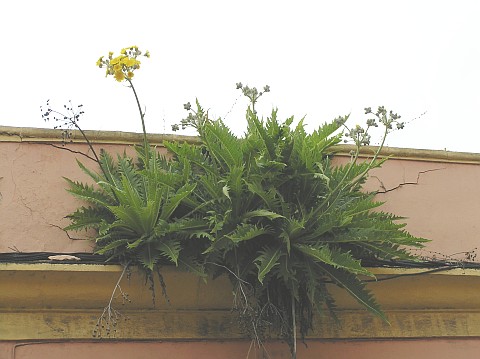 Sonchus acaulis