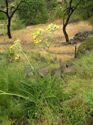 Sonchus acaulis