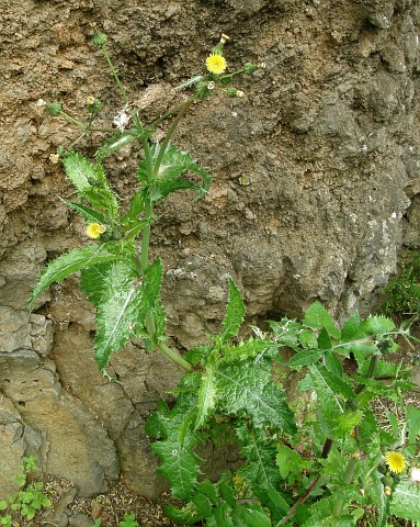 Sonchus asper ssp. asper