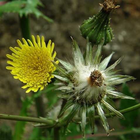 Sonchus asper