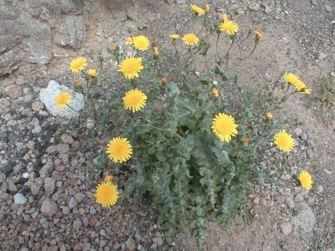 Sonchus bourgeaui