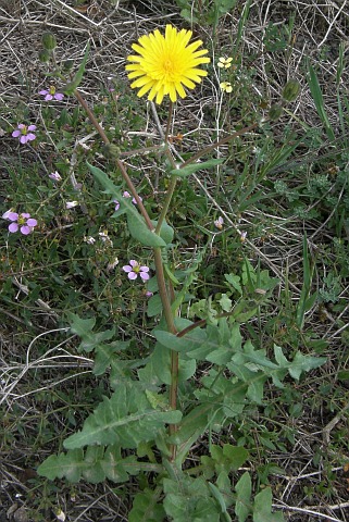 Sonchus bourgeaui