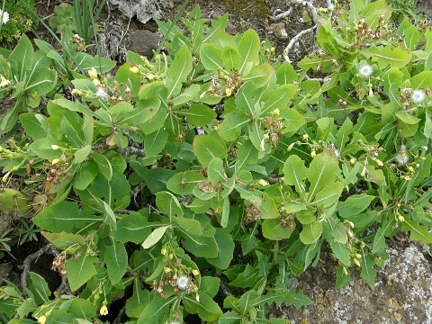 Sonchus brachylobus