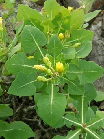 Sonchus brachylobus