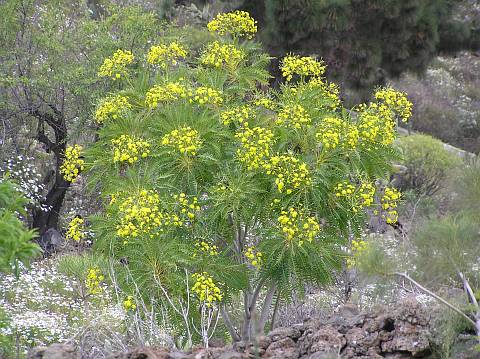 Sonchus canariensis