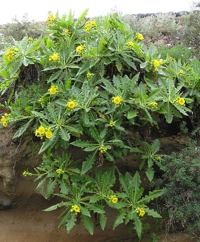 Sonchus congestus