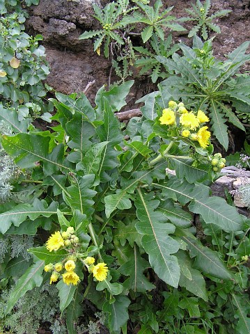 Sonchus congestus