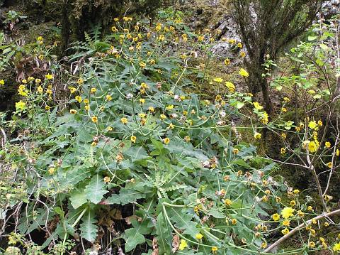 Sonchus gomerensis