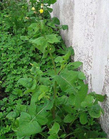 Sonchus oleraceus