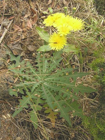 Sonchus ortunoi