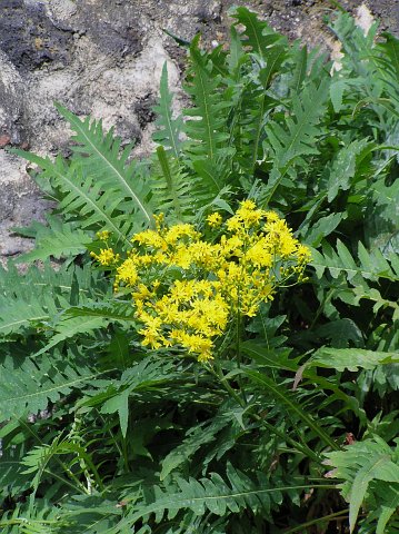 Sonchus palmensis