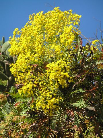 Sonchus palmensis