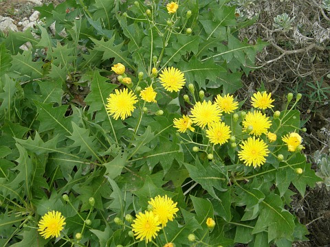 Sonchus pinnatifidus