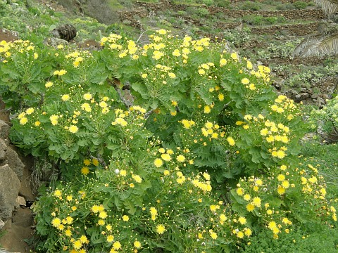 Sonchus pinnatifidus