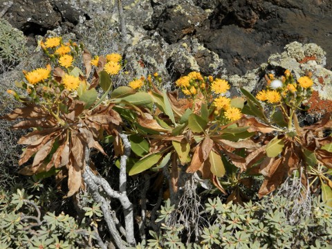 Sonchus pinnatifidus