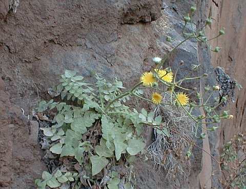 Sonchus radicatus