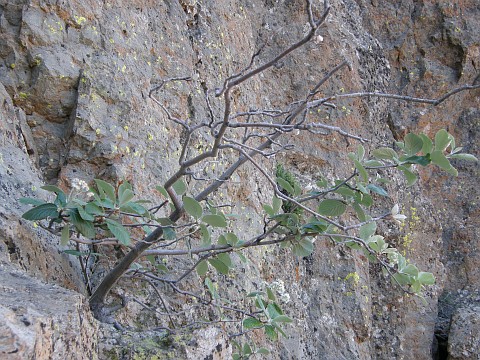 Sorbus aria