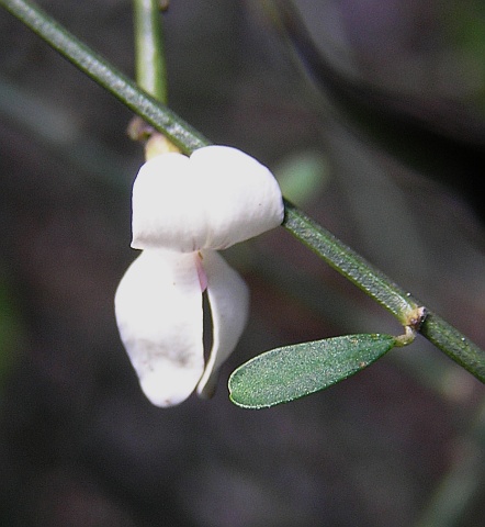 Spartocytisus filipes