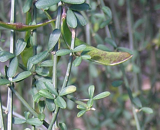 Spartocytisus filipes