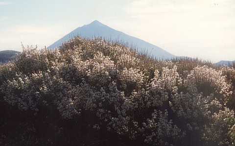 Spartocytisus supranubius