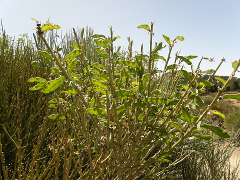 Frutos de Spartocytisus supranubius