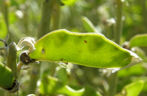 Legumbre de Spartocytisus supranubius