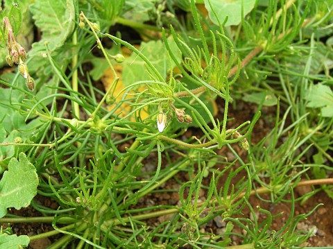 Spergula arvensis