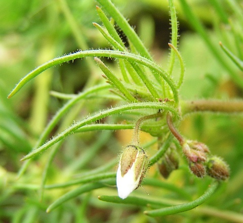 Spergula arvensis