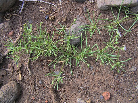 Spergula fallax