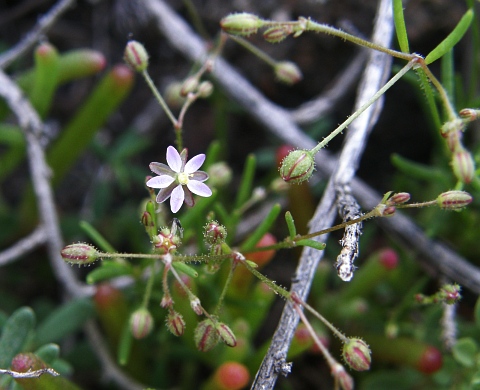 Spergularia diandra