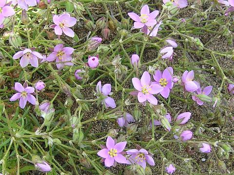 Spergularia fimbriata