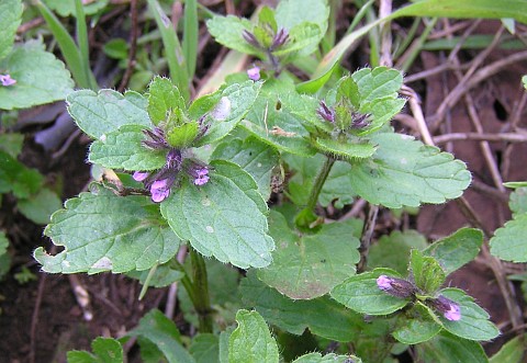 Stachys arvensis