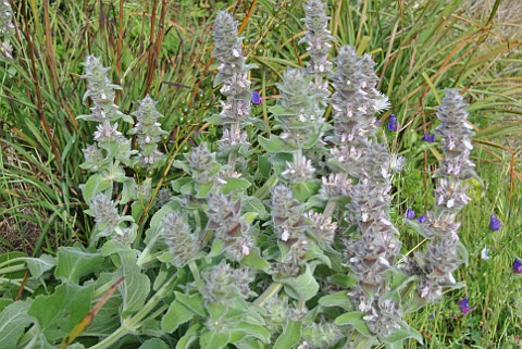 Stachys germanica ssp.cordigera