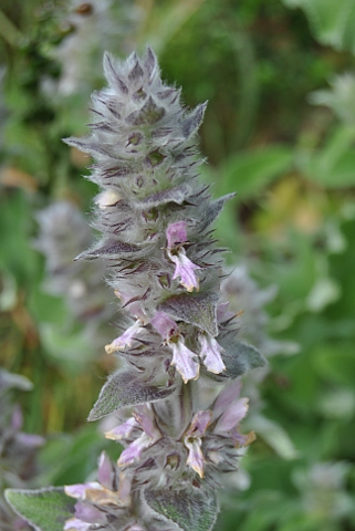 Stachys germanica ssp.cordigera