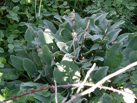 Stachys germanica ssp.cordigera