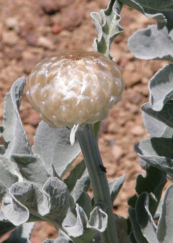 Stemmacantha cynaroides