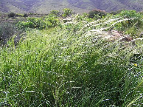 Stipa capensis