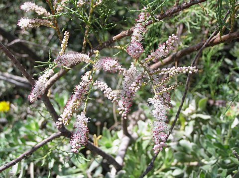 Inflorescencias de Tamarix canariensis