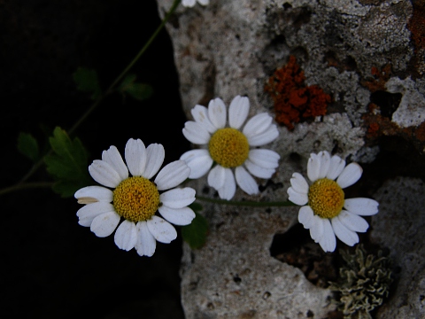 Tanacetum parthenium