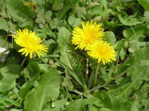 Taraxacum officinale