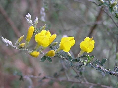 Teline canariensis