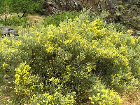 Teline microphylla