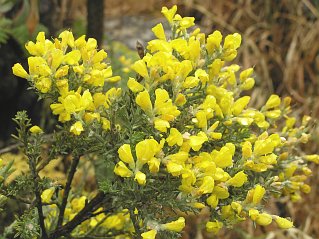 Flores de Teline microphylla