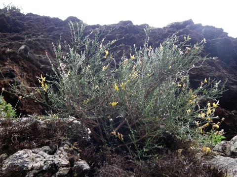 Teline osyrioides ssp. osyrioides