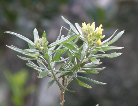 Teline pallida ssp. pallida